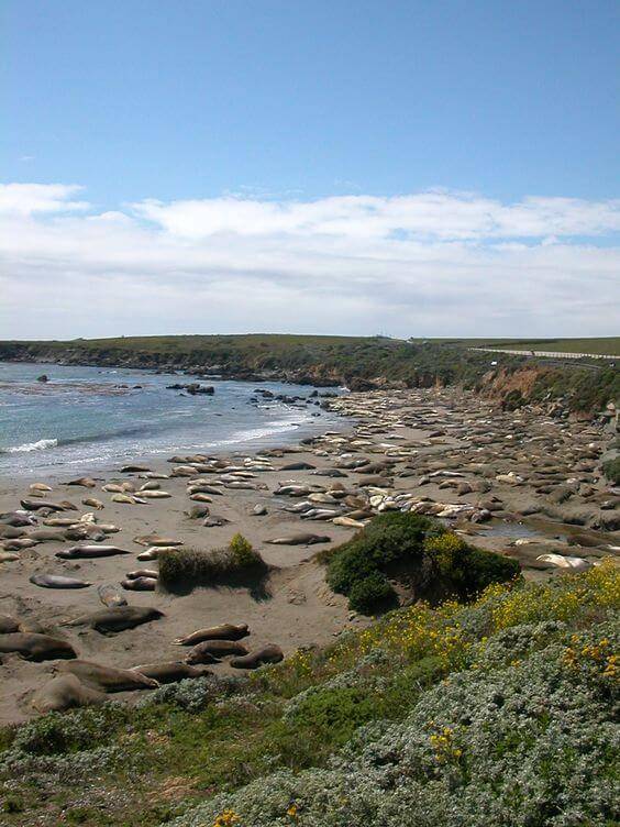  Piedras Blancas Elephant Seal Rookery